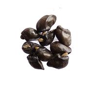 Portal Cool Semillas Paquete: 70 - 1 Bolsa: Gran consuelda - Symphytum officinale - - (Verde - El estiércol