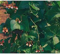 Portal Cool Vegetales - Reyes Semillas pictórica de paquetes - Haba de corredor - Señora pintada