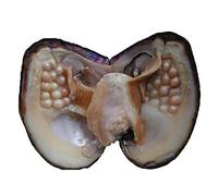 POSHOPS - Perlas de ostra, ostras grandes cultivadas en agua dulce con perlas en el interior, perlas y ostras, decoración del hogar, fabricación de joyas