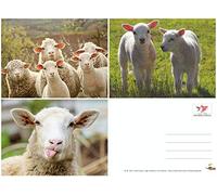 Postal con divertidas ovejas en la granja de Edition Colibri