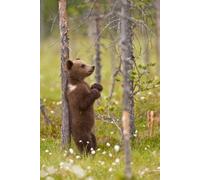 Postal divertida Osos de motivo: Balu de oso - Marrón OSO juckt se "