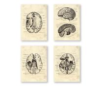 Póster anatómico de neurología cerebral, estructura del cerebro humano, arte médico, anatomía de cabeza, impresiones de neurólogo, psiquiatra, médico, decoración de oficina (SKU10-4 piezas, 40 x 60 cm