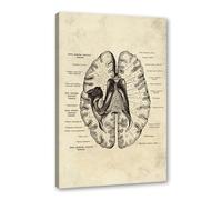 Póster anatómico de neurología cerebral, estructura del cerebro humano, arte médico, anatomía, impresiones de neurólogo, psiquiatra, médico, decoración de oficina (SKU7,30.5 x 45.7 cm, enmarcado