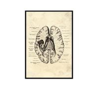 Póster anatómico de neurología cerebral, estructura del cerebro humano, arte médico, anatomía, impresiones de neurólogo, psiquiatra, médico, decoración de oficina (SKU7, 20 x 30 cm), marco de fotos