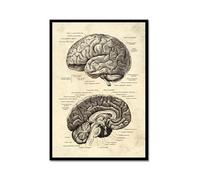 Póster anatómico de neurología cerebral, estructura del cerebro humano, arte médico, anatomía, impresiones de neurólogo, psiquiatra, médico, decoración de oficina (SKU6, 20 x 30 cm, marco de metal