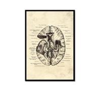 Póster anatómico de neurología cerebral, estructura del cerebro humano, arte médico, anatomía, impresiones de neurólogo, psiquiatra, médico, decoración de oficina (SKU8,40.6 x 61.0 cm= (40 x 60 cm