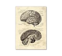 Póster anatómico de neurología cerebral, estructura del cerebro humano, arte médico, anatomía, impresiones de neurólogo, psiquiatra, médico, decoración de oficina (SKU6, 16 x 24 pulgadas, sin marco)