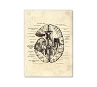 Póster anatómico de neurología cerebral, estructura del cerebro humano, arte médico, anatomía, impresiones de neurólogo, psiquiatra, médico, decoración de oficina (SKU8, 30 x 40 cm, sin marco)