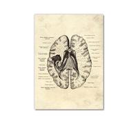 Póster anatómico de neurología cerebral, estructura del cerebro humano, arte médico, anatomía, impresiones de neurólogo, psiquiatra, médico, decoración de oficina (SKU7,40.6 x 61.0 cm, sin marco)