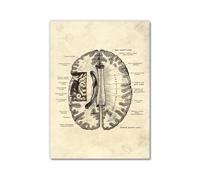 Póster anatómico de neurología cerebral, estructura del cerebro humano, arte médico, anatomía, impresiones de neurólogo, psiquiatra, médico, decoración de oficina (SKU5,50.8 x 76.2 cm= (50 x 75 cm