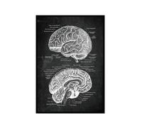 Póster anatómico de neurología cerebral, estructura del cerebro humano, arte médico, anatomía, impresiones de neurólogo, psiquiatra, médico, decoración de oficina (SKU2, 20 x 30 cm), marco de fotos