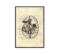 Póster anatómico de neurología cerebral, estructura del cerebro humano, arte médico, anatomía, impresiones de neurólogo, psiquiatra, médico, decoración de oficina (SKU8, 30 x 45 cm), marco de fotos
