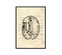 Póster anatómico de neurología cerebral, estructura del cerebro humano, arte médico, anatomía, impresiones de neurólogo, psiquiatra, médico, decoración de oficina (SKU5, 20 x 30 cm), marco de fotos
