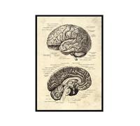Póster anatómico de neurología cerebral, estructura del cerebro humano, arte médico, anatomía, impresiones de neurólogo, psiquiatra, médico, decoración de oficina (SKU6, 20 x 30 cm), marco de fotos