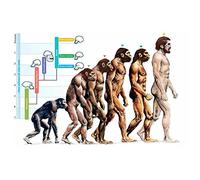 Póster artístico de pared de La evolución de los seres humanos, impresiones en lienzo, cuadros para educación, escuela, hogar, decoración de pared, 50 x 70 cm, sin marco