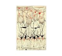 Póster artístico en lienzo de Camillo Golgi y Santiago Ramon Y Cajal y arte de pared, impresión moderna para dormitorio, sin marco, 61 x 91 cm
