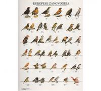 Póster Aves cantoras de Europa - Mediciones: 210 x 297 mm | Opción: Papel laminado