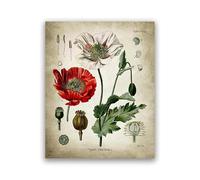 Póster Botánico Antiguo Con Medicamentos Medicinales, Imágenes Artísticas De Pared Para Clínica, Pintura En Lienzo, Impresiones De Plantas Medicinales, Decoración De Pared Para Consultorio Médico A1 4