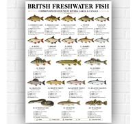 Póster británico de peces de agua dulce A3, tabla de identificación de peces de agua dulce, guía de especies de ríos, lagos y canales del Reino Unido