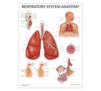Póster con gráfico de anatomía del sistema respiratorio, 45 x 60 cm, ilustración anatómica precisa y completa, educativo, para el aula