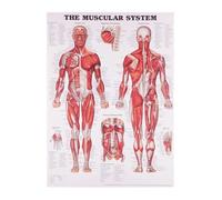 Póster con impresiones de análisis del cuerpo humano, acupuntura, ciencia, medicina, imágenes artísticas pared, pintura en lienzo for la decoración habitación hogar(2,30X40cm Unframed)