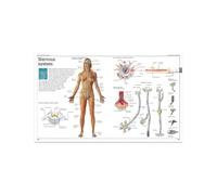 Póster con impresiones de análisis del cuerpo humano, acupuntura, ciencia, medicina, imágenes artísticas pared, pintura en lienzo for la decoración habitación hogar(4,70X100cm Unframed)
