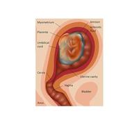 Póster con impresiones de análisis del cuerpo humano, acupuntura, ciencia, medicina, imágenes artísticas pared, pintura en lienzo for la decoración habitación hogar(6,60X80cm Unframed)