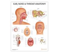Póster de anatomía de oído, nariz y garganta, 45 x 60 cm, guía de referencia educativa, visualización de pared, anatomía humana, anatomía otorrinolaringológica