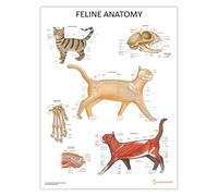 Póster de anatomía felina de 45 x 60 cm - Anatomía felina para clínica veterinaria, sistema esquelético y muscular, ilustraciones veterinarias