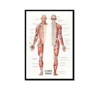 Póster de anatomía francesa de músculos humanos, Le Corps Humain en lona para educación médica, fitness o decoración de oficina (SKU2,44 x 24 pulgadas = (40 x 60 cm), marco de metal negro)