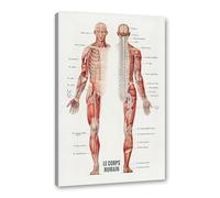 Póster de anatomía francesa de músculos humanos, Le Corps Humain en lona para educación médica, fitness o decoración de oficina (SKU2,28 x 35 cm), enmarcado (lona envuelto))