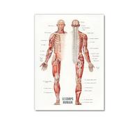 Póster de anatomía francesa de músculos humanos, Le Corps Humain en lona para educación médica, fitness o decoración de oficina (SKU2,30 x 40 cm, sin marco)