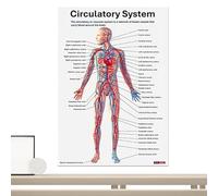 Póster de anatomía | Gráficos anatómicos de 10.04 pulgadas | Anatomía muscular | Juego de pared de aprendizaje visual detallado educativo claro para aulas de enfermería, hospitales, laboratorios o
