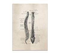 Póster de anatomía humana, arte pared médica, póster esqueleto muscular, lienzo nórdico, pintura educativa, decoración moderna(06,21x30cm No Frame)