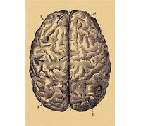 Póster de anatomía humana, órgano, corazón, cerebro, pulmón, músculo, esqueleto, papel Kraft, habitación Vintage, Bar, clínica médica, decoración, pintura pared artística(2,A4 8.3x11.8inch)