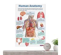 Póster de anatomía humana, pósteres del sistema nervioso, gráfico anatómico completo y detallado para aula, escuela y hogar