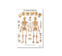 Póster de anatomía humana tela seda sistemas músculo esquelético enseñando carteles decorativos pared médica(B)