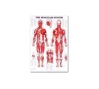 Póster de anatomía humana tela seda sistemas músculo esquelético enseñando carteles decorativos pared médica(A)