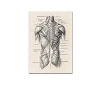 Póster de anatomía humana vintage imagen la pared médica del músculo esqueleto lienzo lona for decoración clínica hospital(202011NQ296G,50x70cm No Frame)