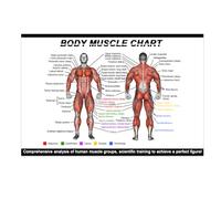 Póster de anatomía muscular corporal, 30 x 20 cm, tabla de grupos musculares anteriores y posteriores, ideal para gimnasios en casa y entrenamiento de fitness