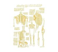 Póster de anatomía oro vintage esqueleto abstracto corazón médico órgano cerebro lienzo pintura arte pared decoración del hogar(W0128A16,13X18CM No Frame)