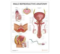 Póster de anatomía reproductiva masculina, 45 x 60 cm, estudio de anatomía, herramienta de aprendizaje de salud sexual masculina