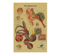Póster de anatomía y fisiología, impresiones papel Kraft, estructura del cuerpo, esqueleto, Vintage, habitación hogar, decoración atística pared médica, pintura(10,A4 8.3x11.8inch)