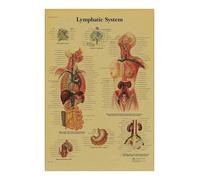 Póster de anatomía y fisiología, impresiones papel Kraft, estructura del cuerpo, esqueleto, Vintage, habitación hogar, decoración atística pared médica, pintura(13,A3 16.5x11.8inch)