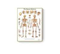 Póster de arte con sistema músculos anatomía humana, impresión mapa corporal, lienzo, cuadros pared for ciencia, medicina, dormitorio, decoración oficina, pintura(A8,No Frame 30x40cm)