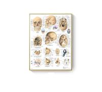 Póster de arte con sistema músculos anatomía humana, impresión mapa corporal, lienzo, cuadros pared for ciencia, medicina, dormitorio, decoración oficina, pintura(A5,No Frame 15x20cm)