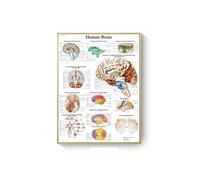 Póster de arte con sistema músculos anatomía humana, impresión mapa corporal, lienzo, cuadros pared for ciencia, medicina, dormitorio, decoración oficina, pintura(A1,No Frame 20x30cm)