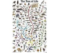Póster de arte de pared con diseño de evolución, el árbol de la vida, biología, ciencia, educación, póster de metal de 8 x 12 pulgadas