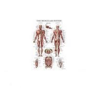 Póster de arte pared anatomía humana, impresión esqueleto, músculo, educación médica, pintura en lienzo, HD, imágenes decorativas modernas for el hogar(Human Anatomy 1,30x45cm Framed)