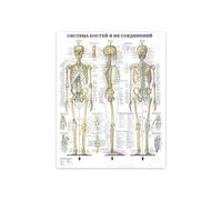 Póster de arte pared anatomía humana, impresión esqueleto, músculo, educación médica, pintura en lienzo, HD, imágenes decorativas modernas for el hogar(Human Anatomy 01,10x15cm Framed)